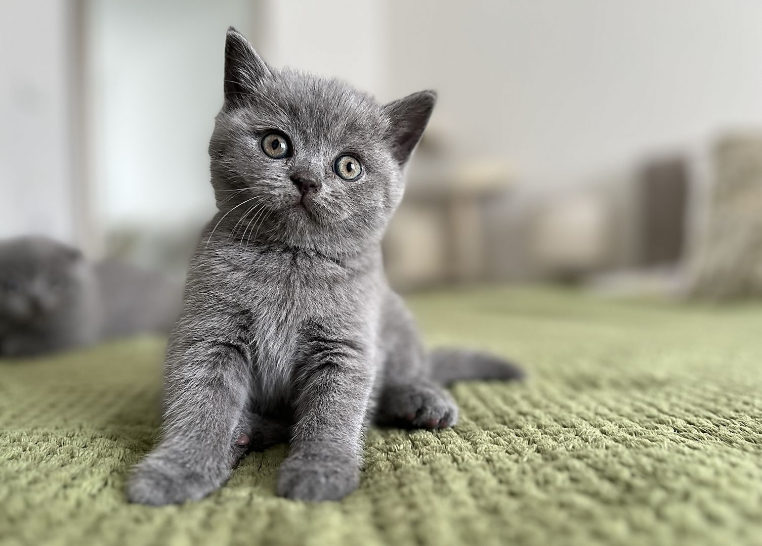 Wunderschöne BKH Kitten Farbe Blue & Lilac mit Stammbaum