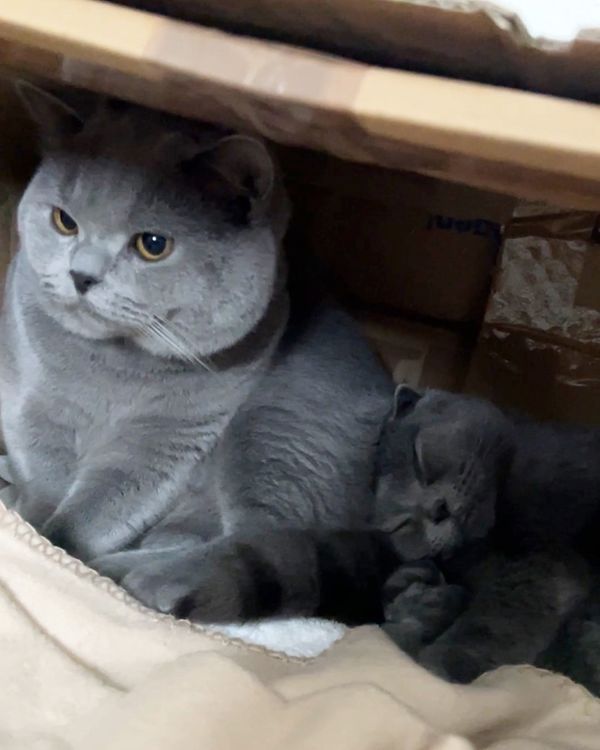 Wunderschöne BKH Kitten Farbe Blue & Lilac mit Stammbaum