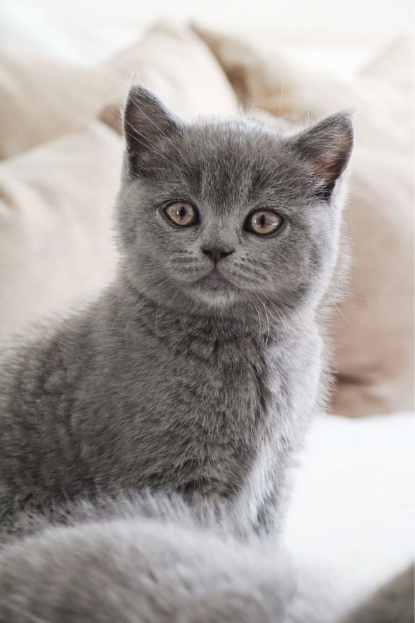 Wunderschöne BKH Kitten Farbe Blue & Lilac mit Stammbaum