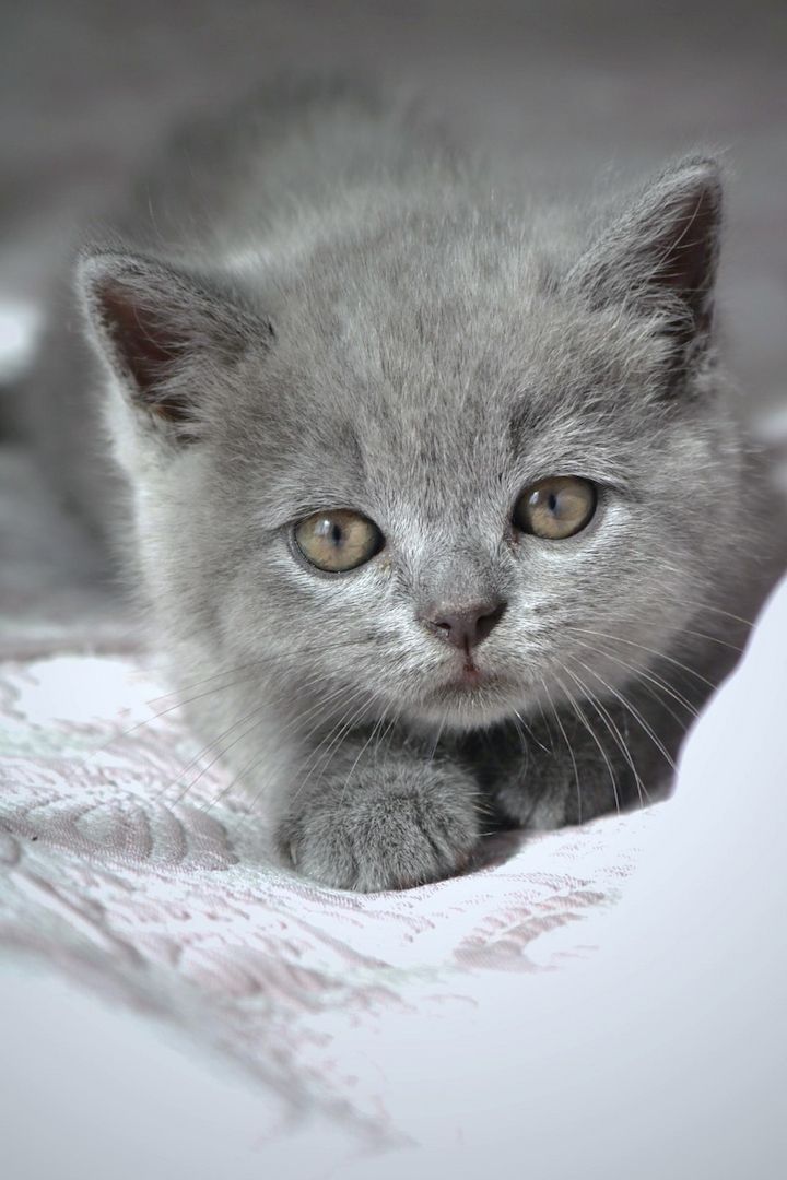 Wunderschöne BKH Kitten Farbe Blue & Lilac mit Stammbaum