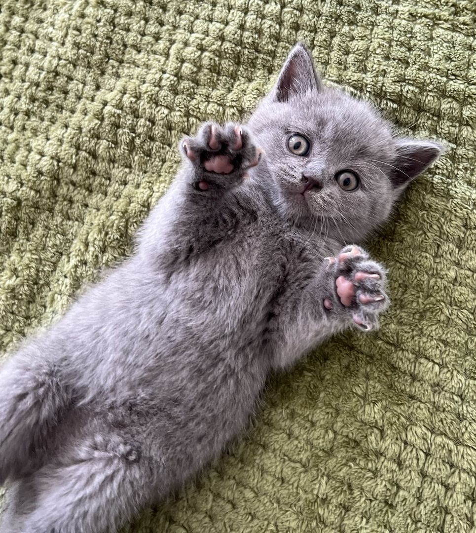 Wunderschöne BKH Kitten Farbe Blue & Lilac mit Stammbaum