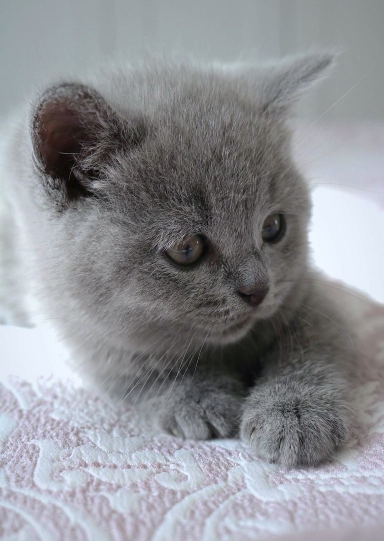 Wunderschöne BKH Kitten Farbe Blue & Lilac mit Stammbaum