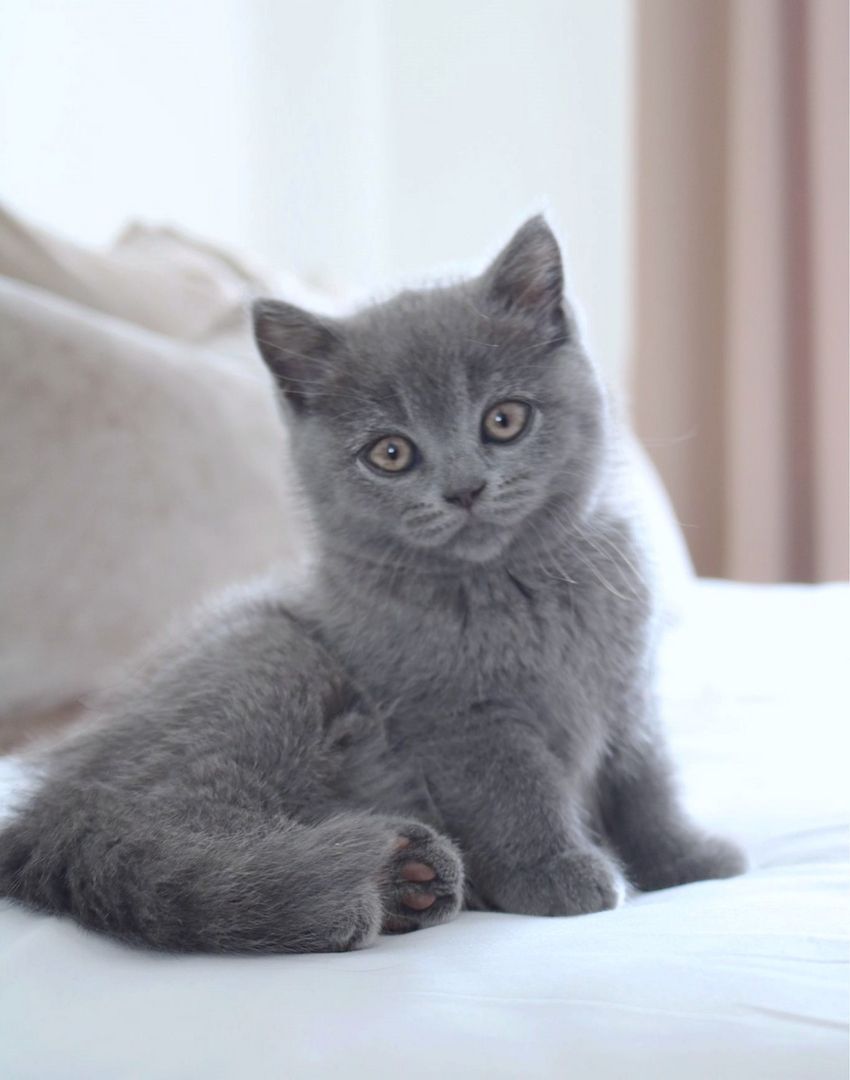 Wunderschöne BKH Kitten Farbe Blue & Lilac mit Stammbaum