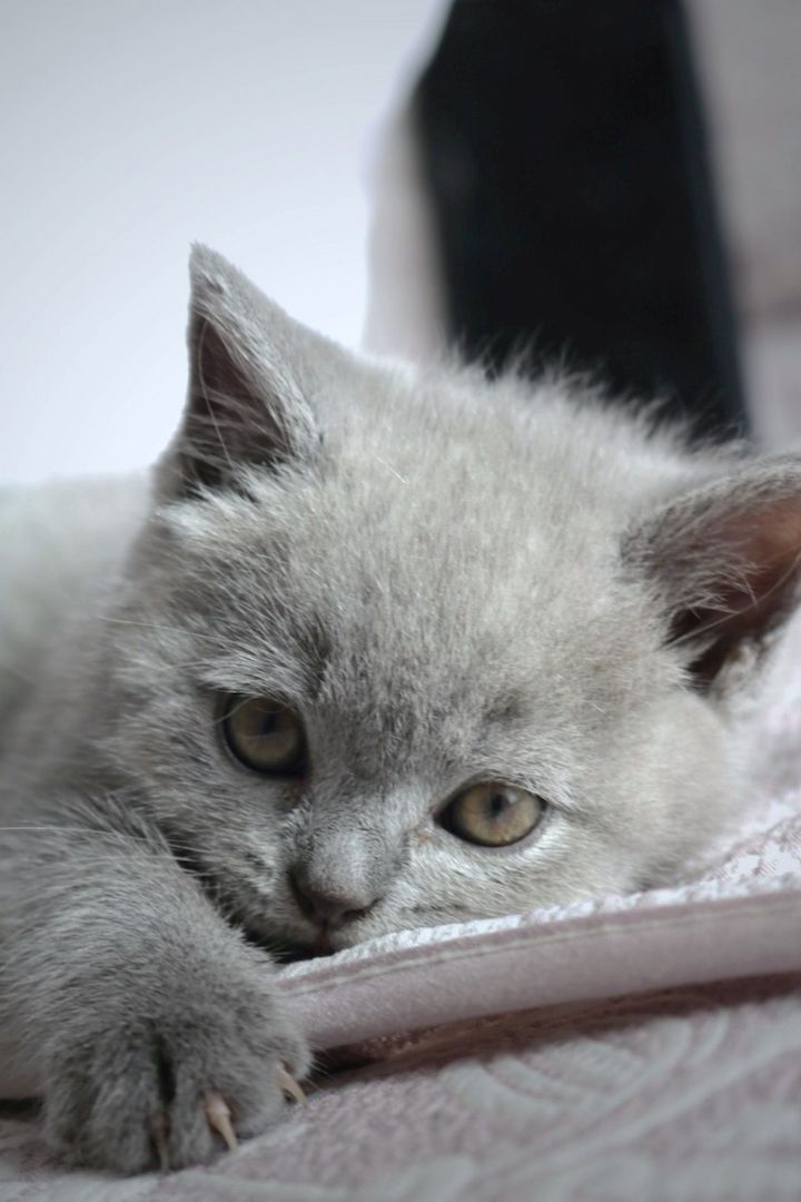 Wunderschöne BKH Kitten Farbe Blue & Lilac mit Stammbaum