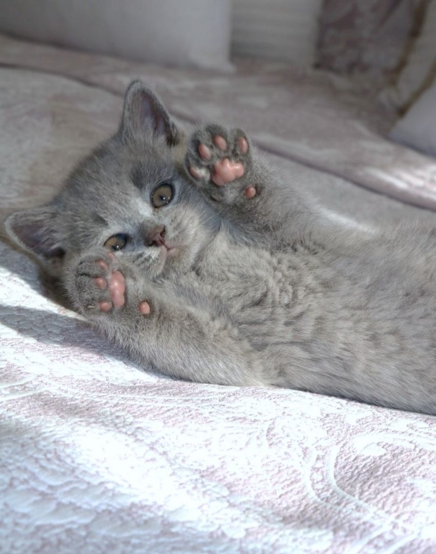 Wunderschöne BKH Kitten Farbe Blue & Lilac mit Stammbaum