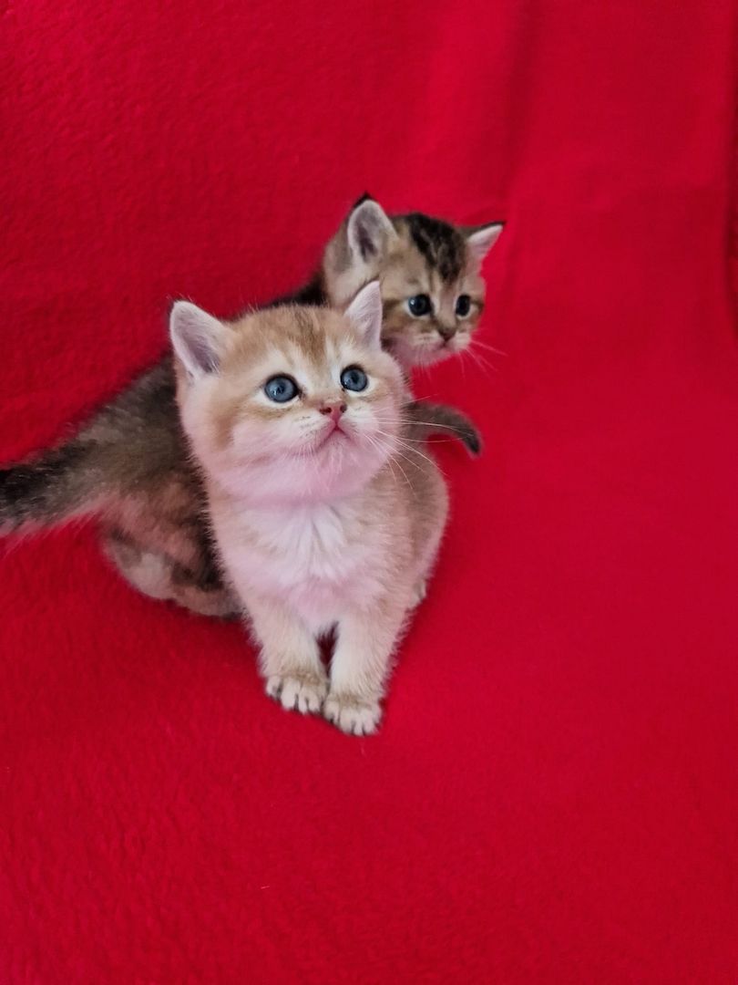 BKH KITTEN REINRASSIG MIT STAMMBAUM