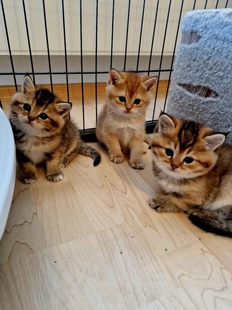 BKH KITTEN REINRASSIG MIT STAMMBAUM