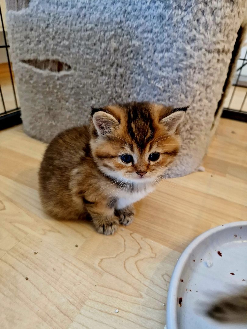 BKH KITTEN REINRASSIG MIT STAMMBAUM