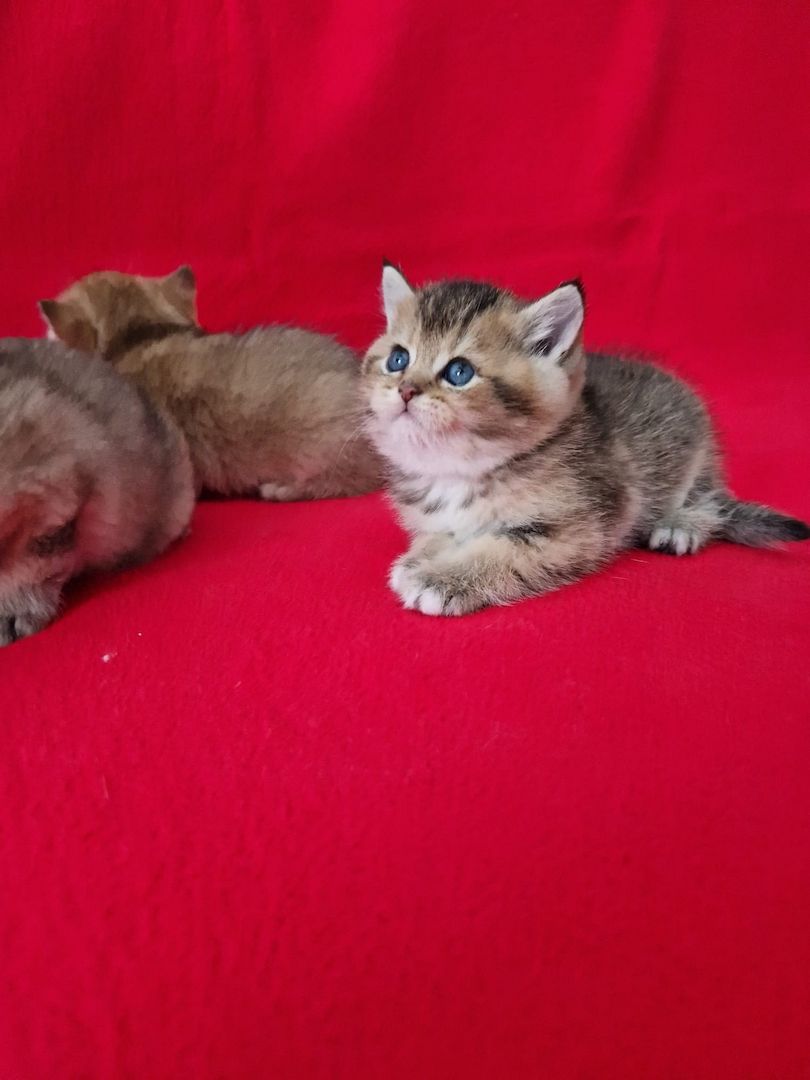 BKH KITTEN REINRASSIG MIT STAMMBAUM