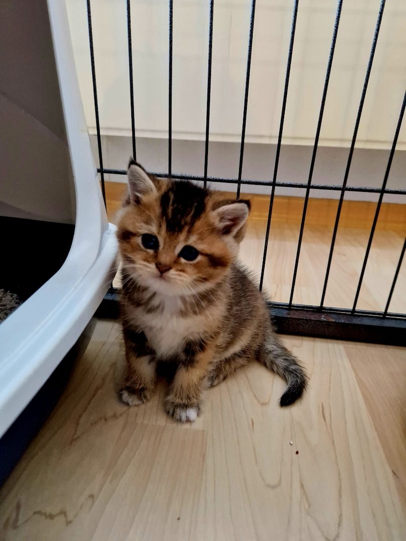 BKH KITTEN REINRASSIG MIT STAMMBAUM