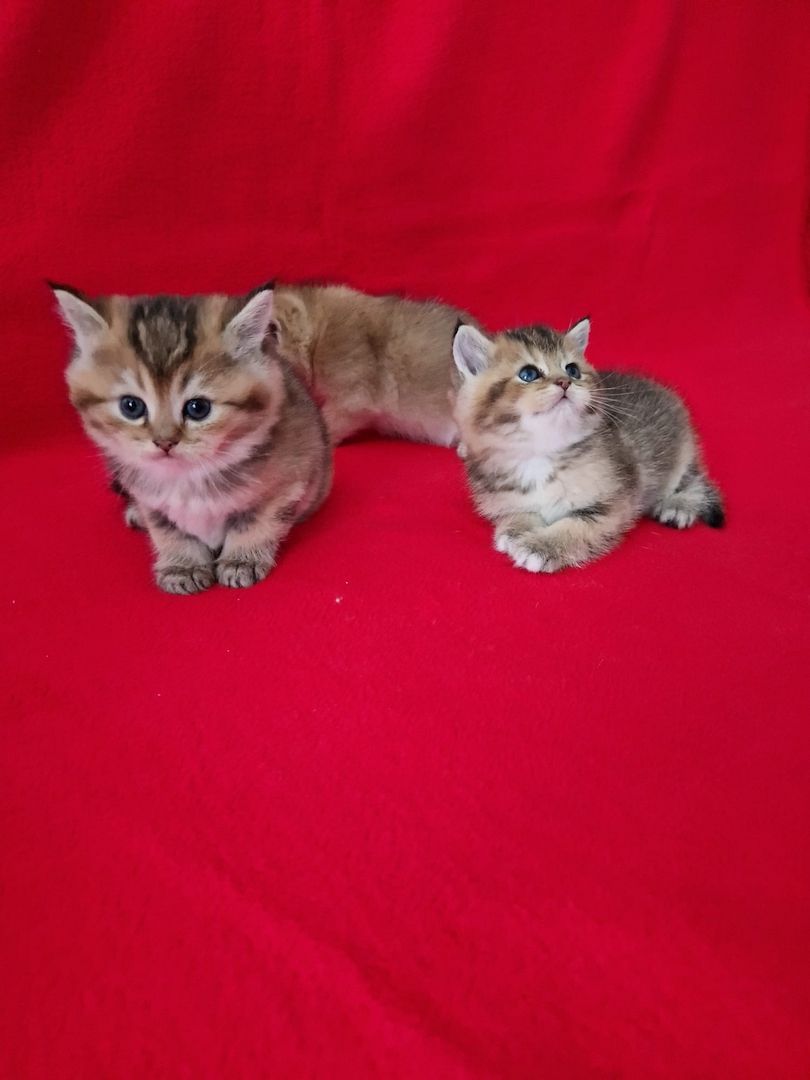 BKH KITTEN REINRASSIG MIT STAMMBAUM