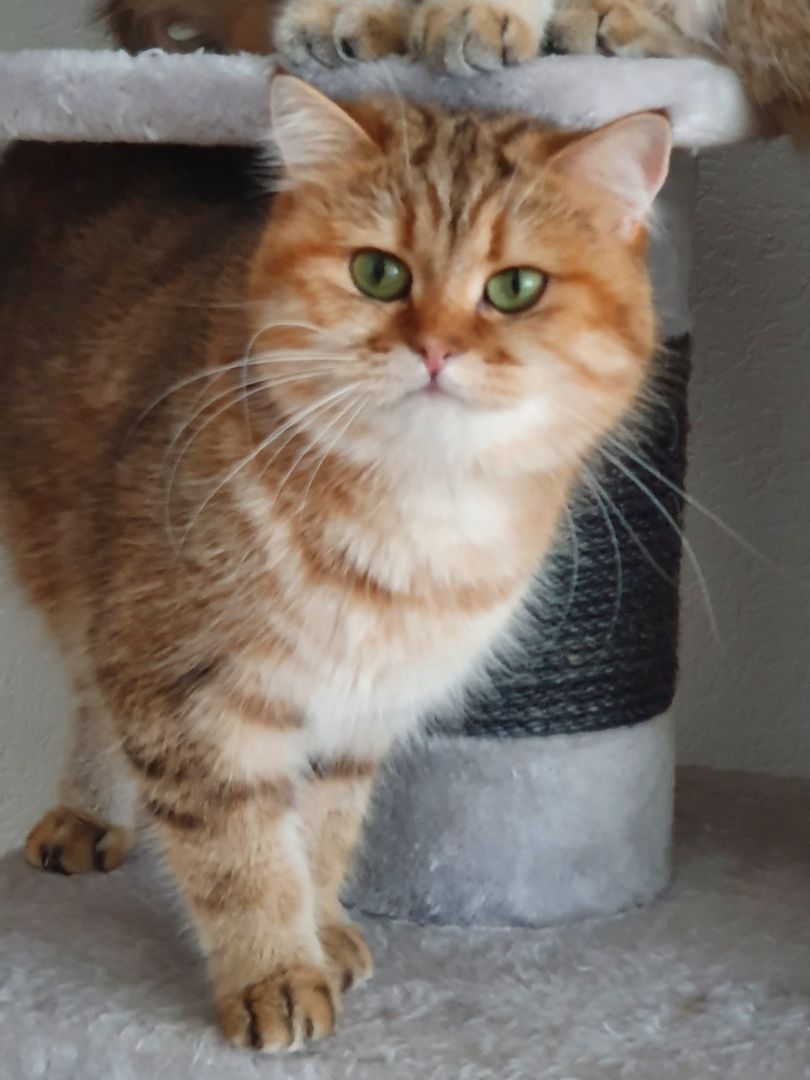 BKH KITTEN REINRASSIG MIT STAMMBAUM