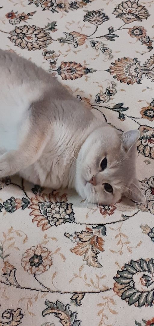 BKH KITTEN REINRASSIG MIT STAMMBAUM