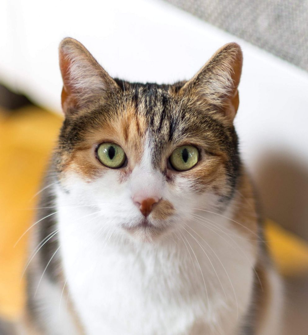 Katze Lucy sucht einen Alterssitz