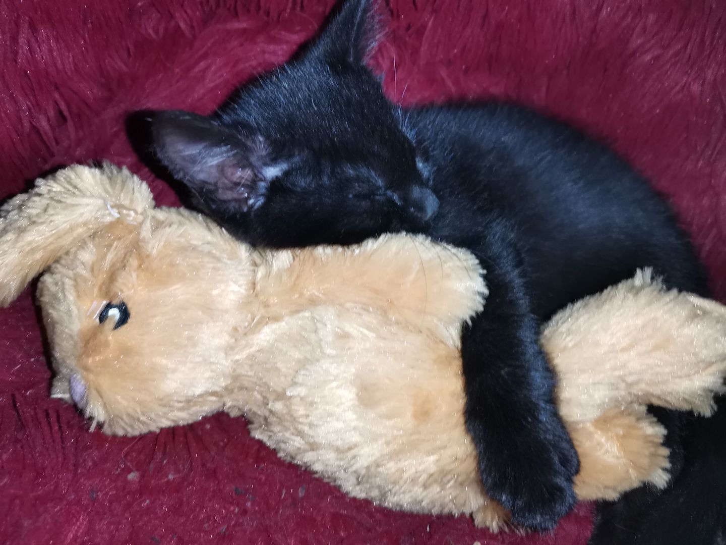 Katzenbabys suchen Zuhause