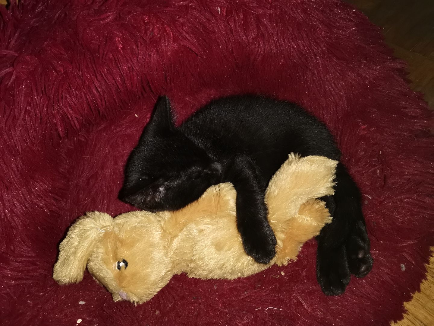 Katzenbabys suchen Zuhause