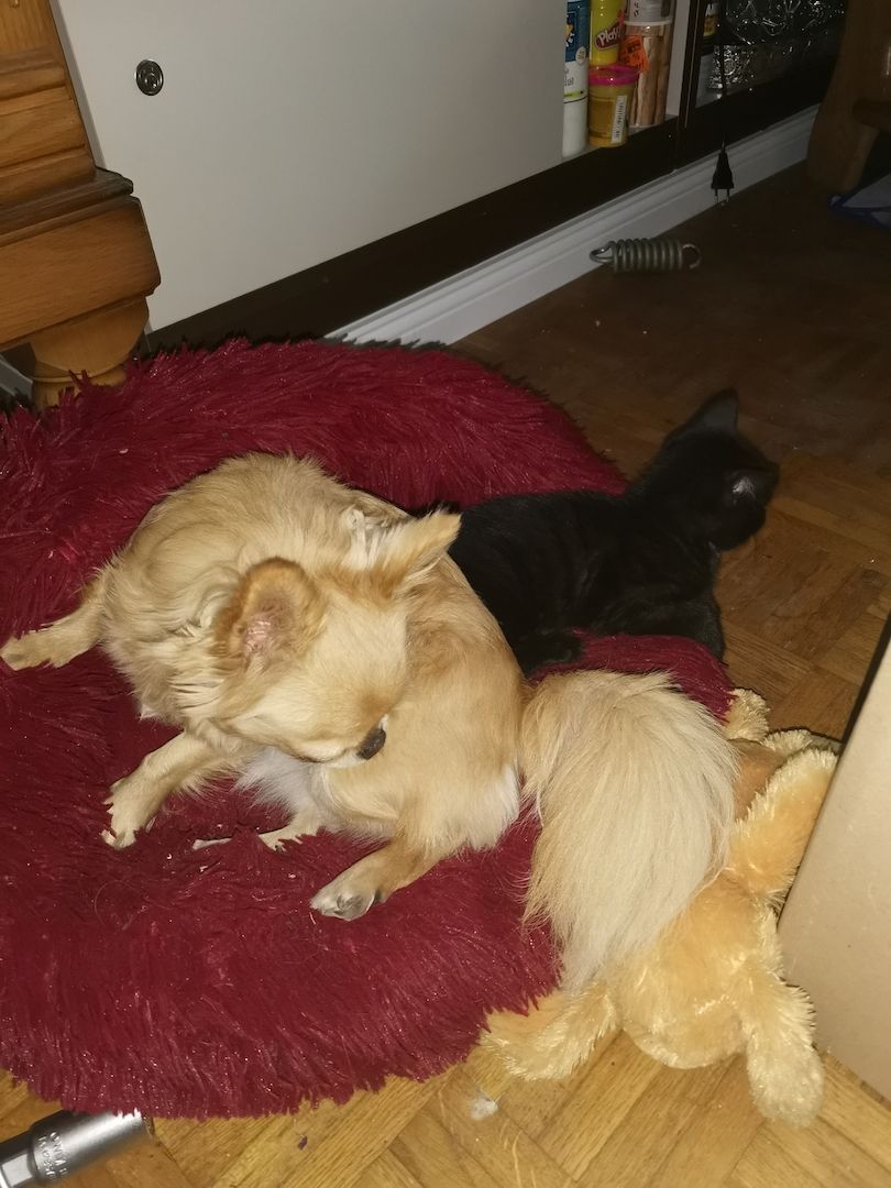 Katzenbabys suchen Zuhause