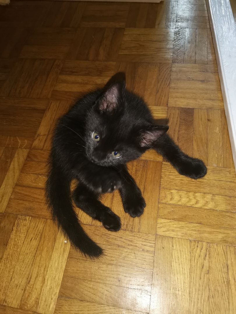 Katzenbabys suchen Zuhause