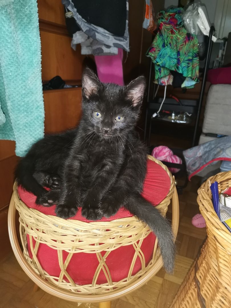 Katzenbabys suchen Zuhause