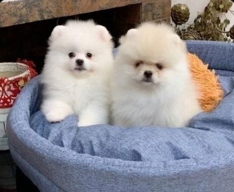 Zwergspitz (Pomeranian) Welpen