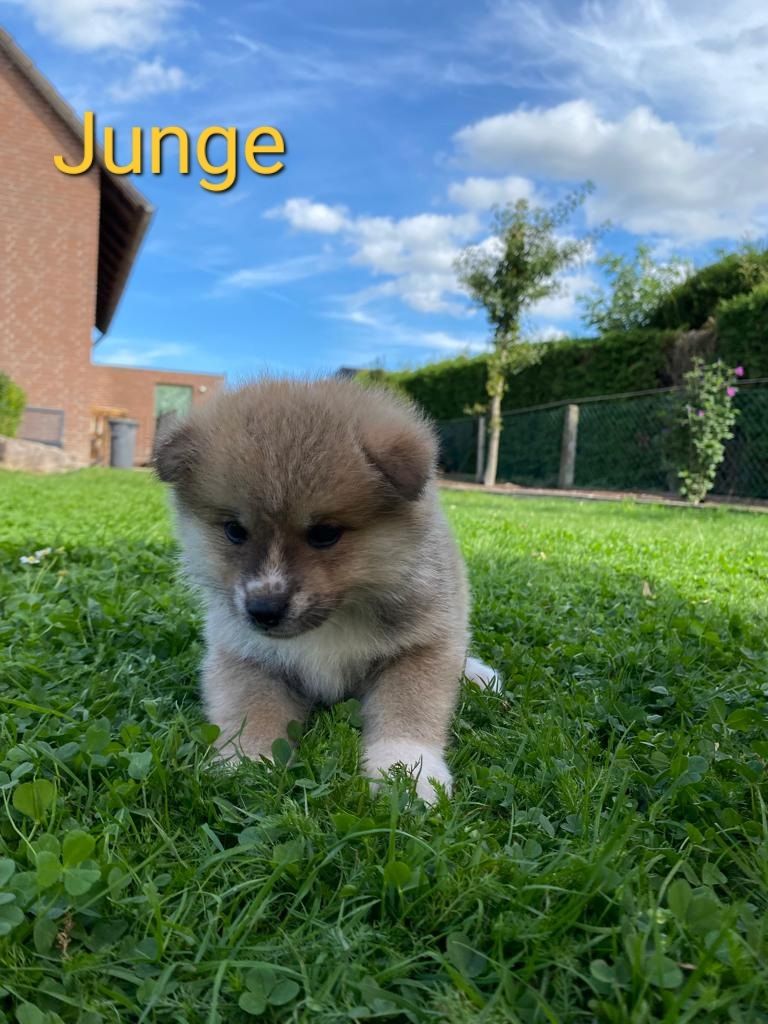 Hübsche Akita Inu Welpen