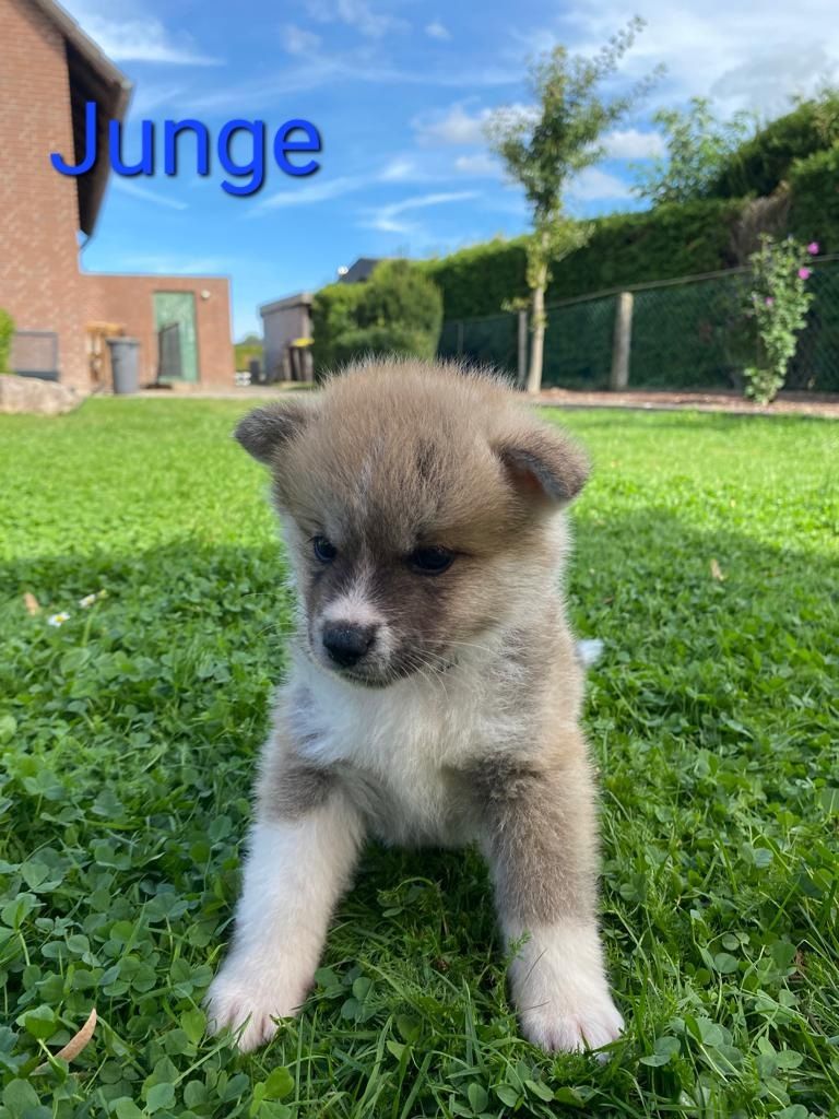 Hübsche Akita Inu Welpen