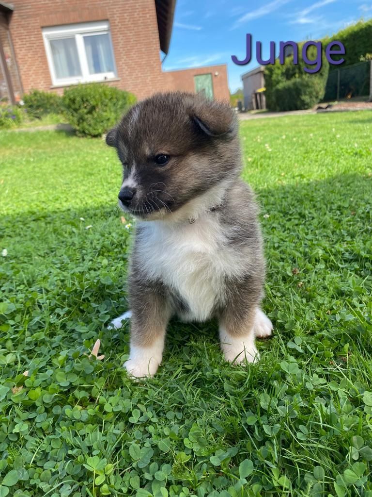 Hübsche Akita Inu Welpen