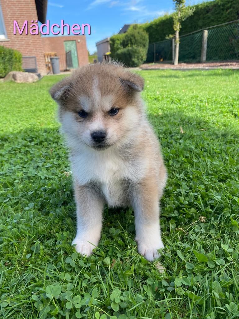 Hübsche Akita Inu Welpen