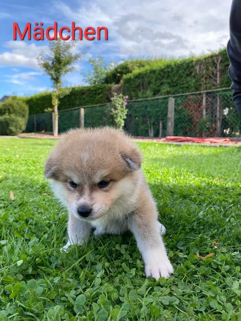 Hübsche Akita Inu Welpen