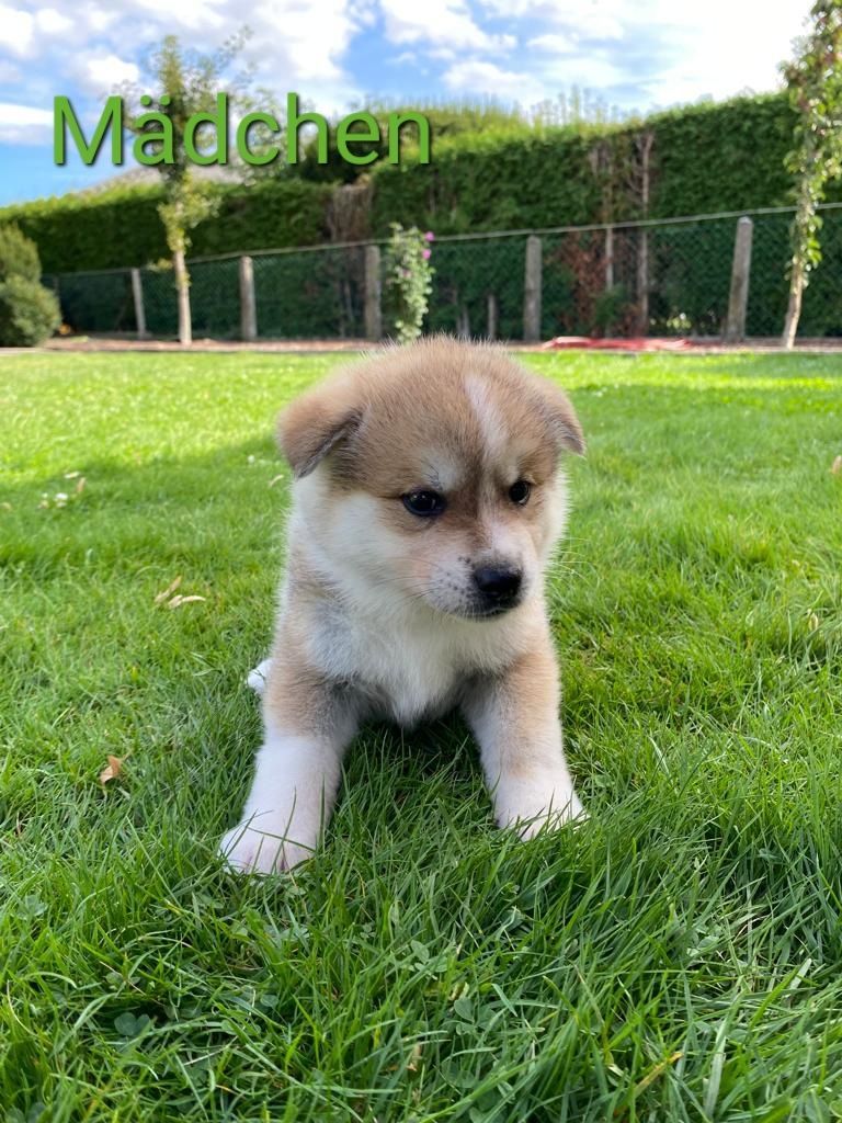 Hübsche Akita Inu Welpen