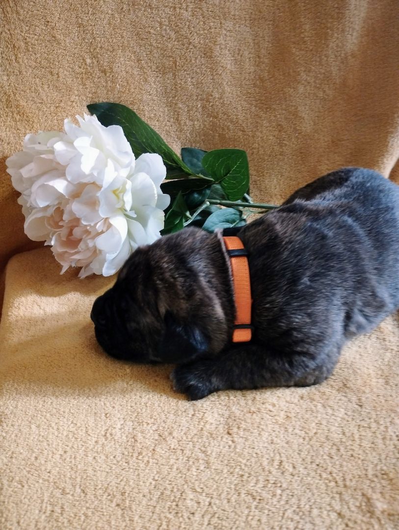 Süße Cane Corso Welpen suchen ein Zuhause