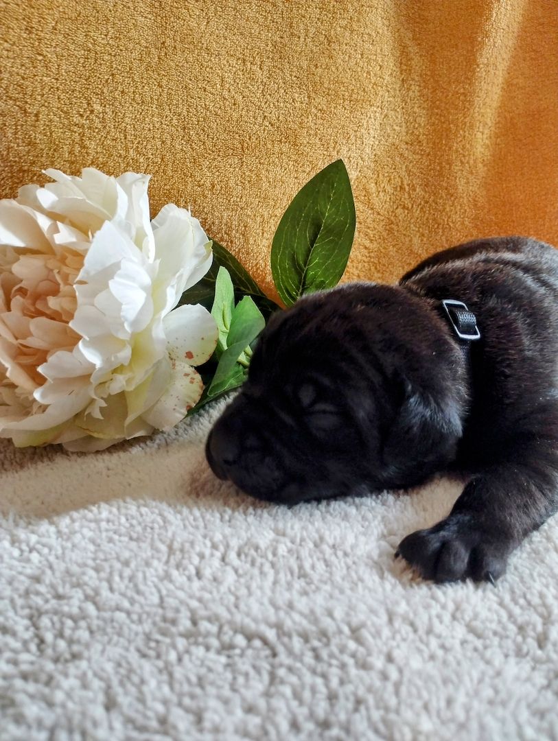 Süße Cane Corso Welpen suchen ein Zuhause