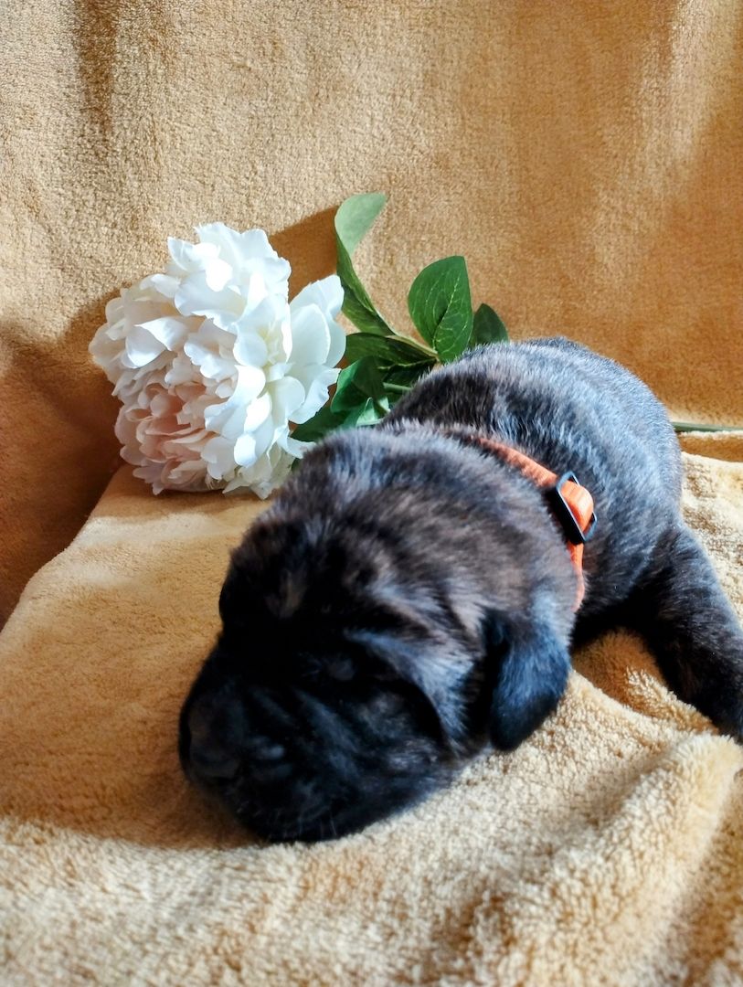 Süße Cane Corso Welpen suchen ein Zuhause