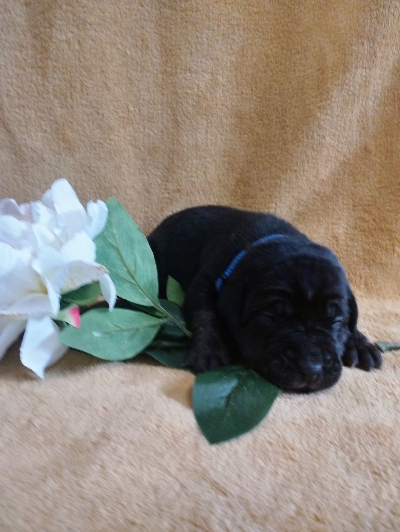 Süße Cane Corso Welpen suchen ein Zuhause