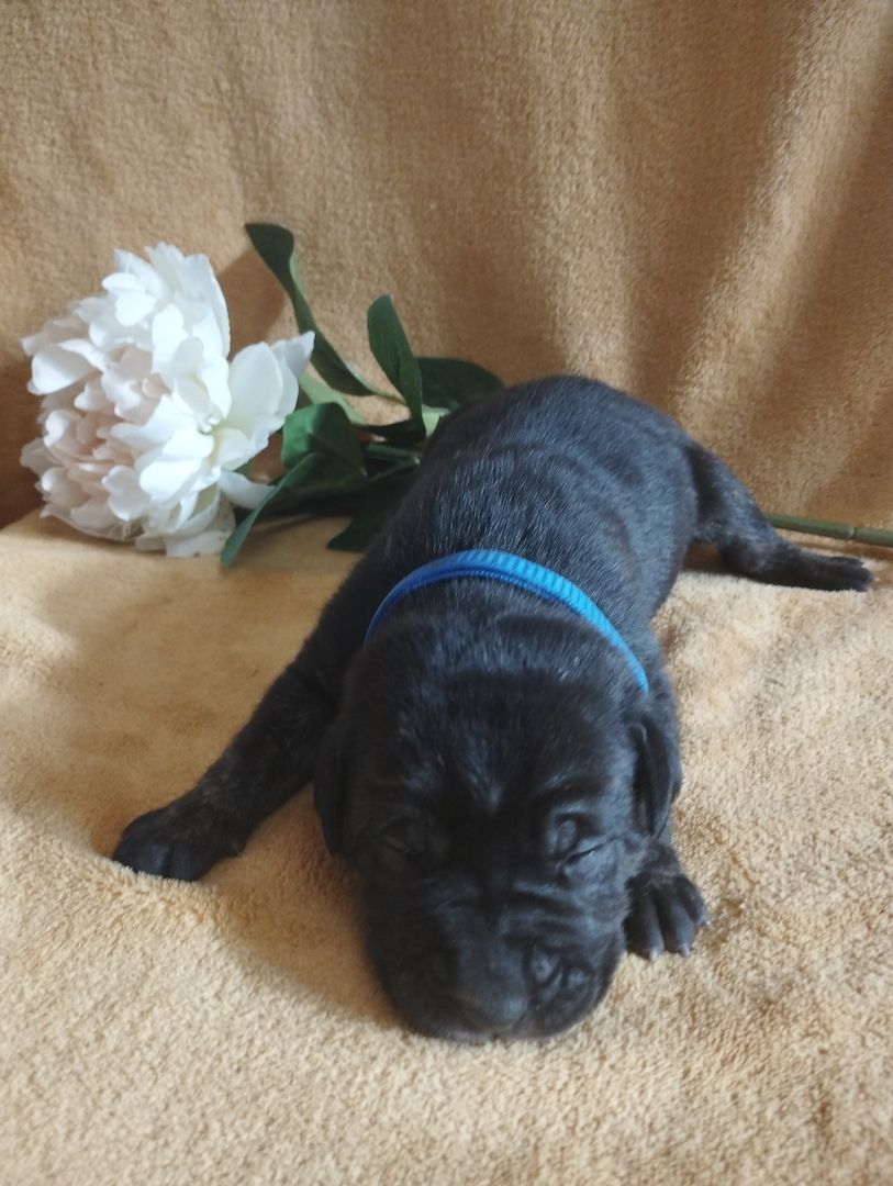 Süße Cane Corso Welpen suchen ein Zuhause