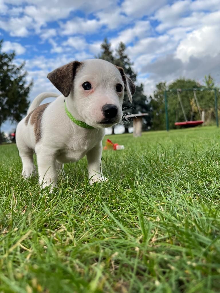 Jack Russell Dackel Mix Welpen Jack Russell Dackel Mix Welpen