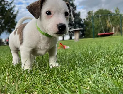 Jack Russell Dackel Mix Welpen