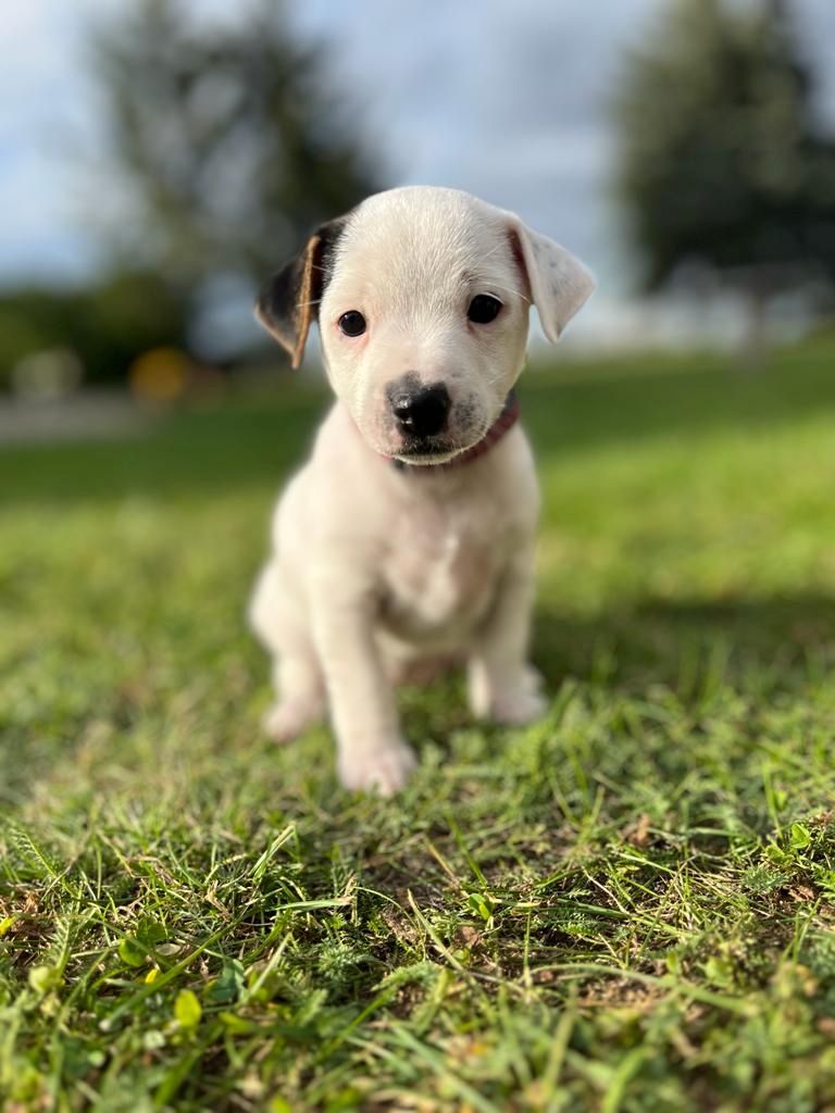 Jack Russell Dackel Mix Welpen Jack Russell Dackel Mix Welpen