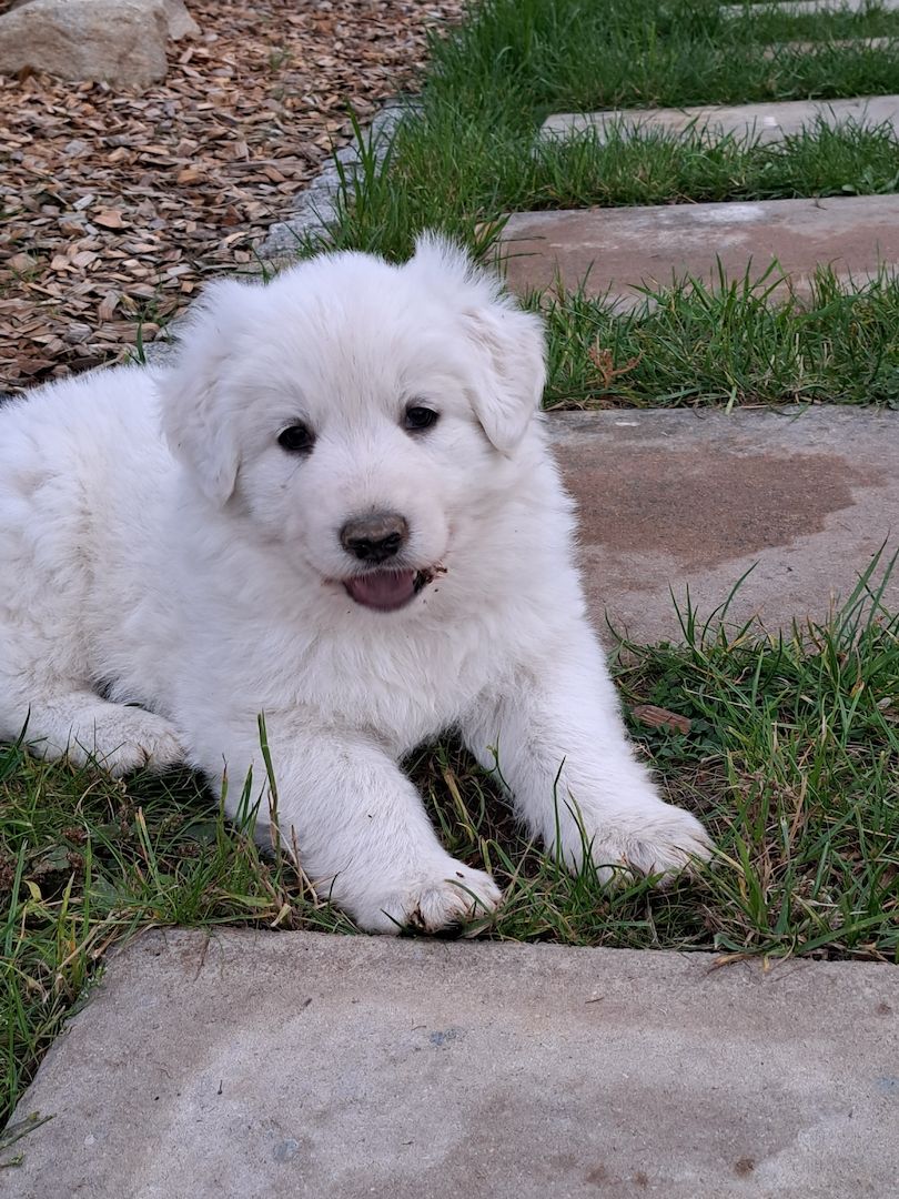 weiße Schweizer Schäferhundwelpen weiße Schweizer Schäferhundwelpen