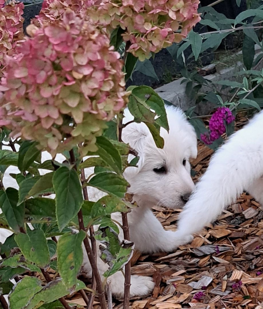 weiße Schweizer Schäferhundwelpen weiße Schweizer Schäferhundwelpen