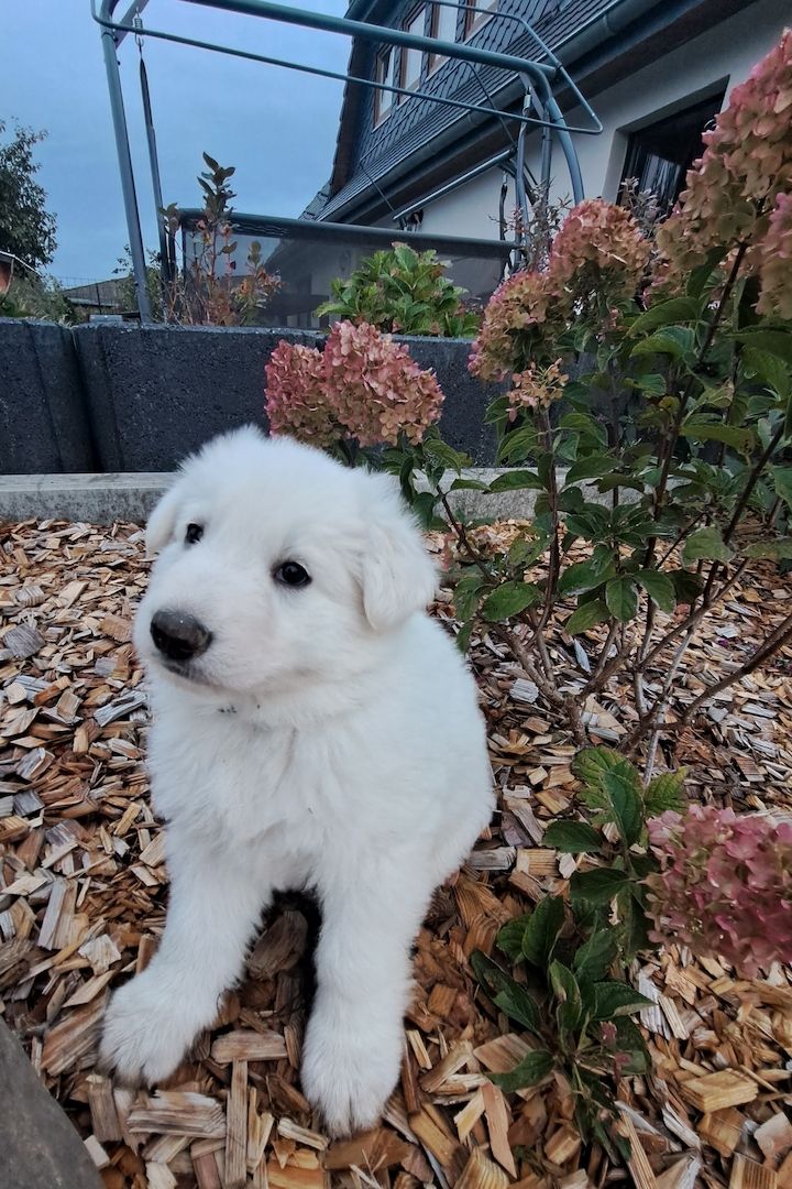 weiße Schweizer Schäferhundwelpen weiße Schweizer Schäferhundwelpen