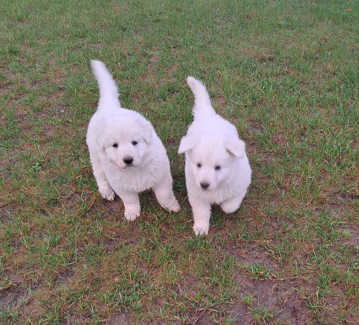 weiße Schweizer Schäferhundwelpen weiße Schweizer Schäferhundwelpen