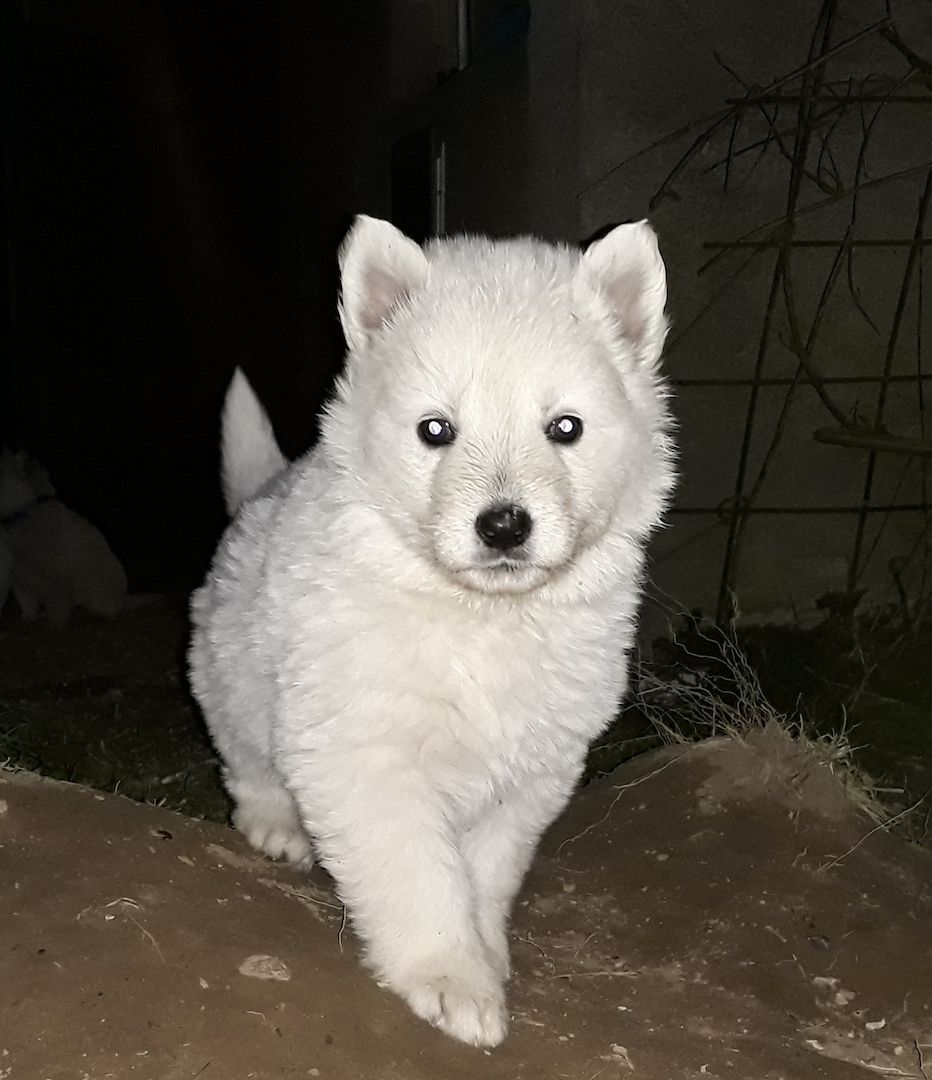 weiße Schweizer Schäferhundwelpen weiße Schweizer Schäferhundwelpen