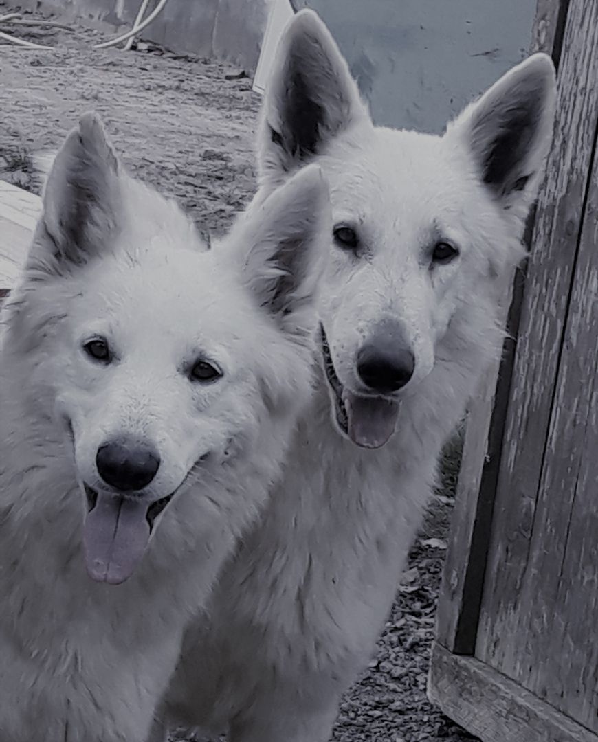 weiße Schweizer Schäferhundwelpen weiße Schweizer Schäferhundwelpen