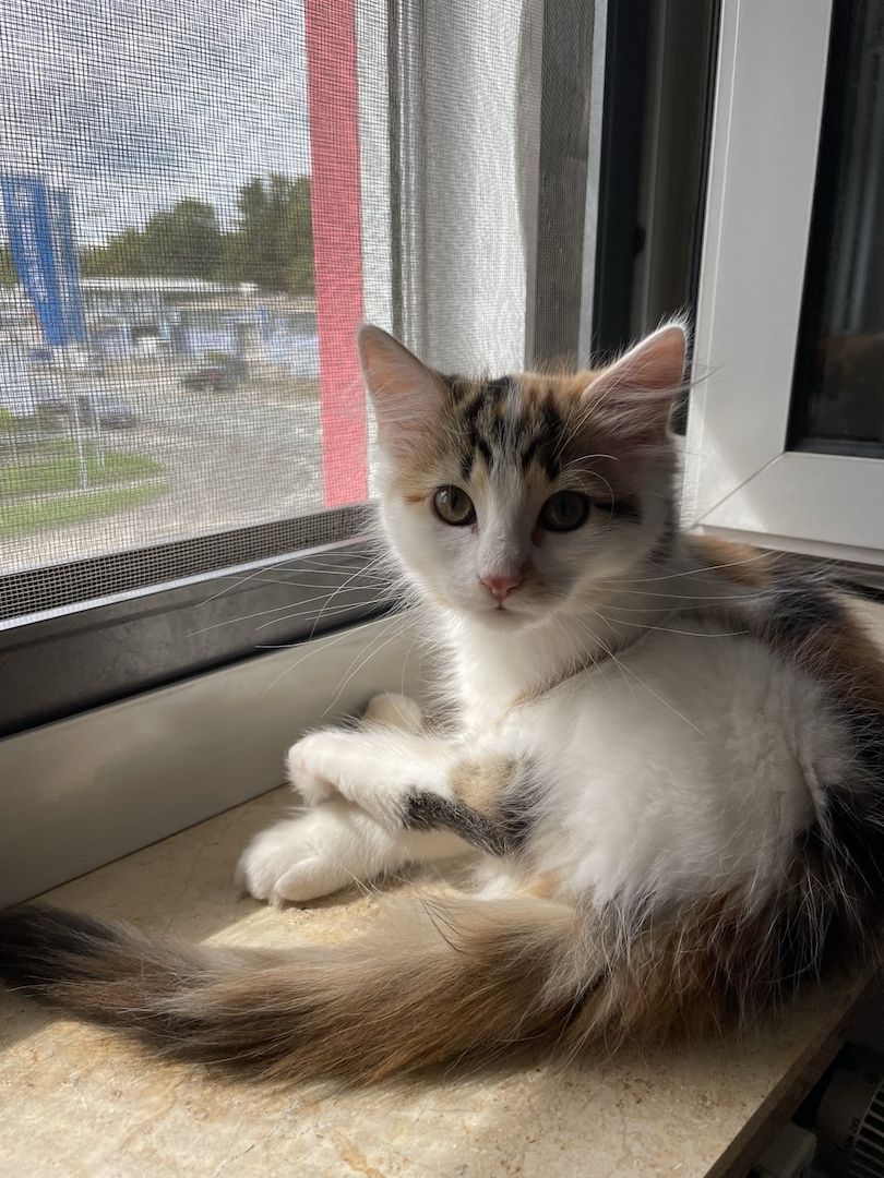 Eine Glückskatze sucht ihr neues Zuhause