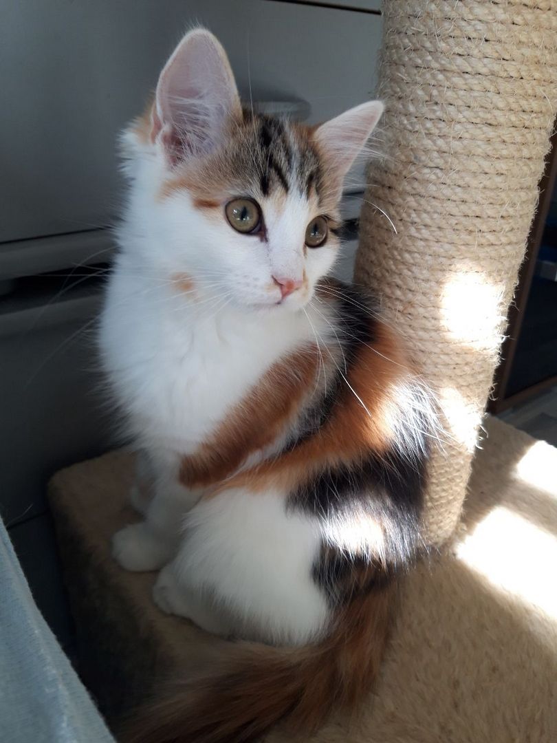Eine Glückskatze sucht ihr neues Zuhause