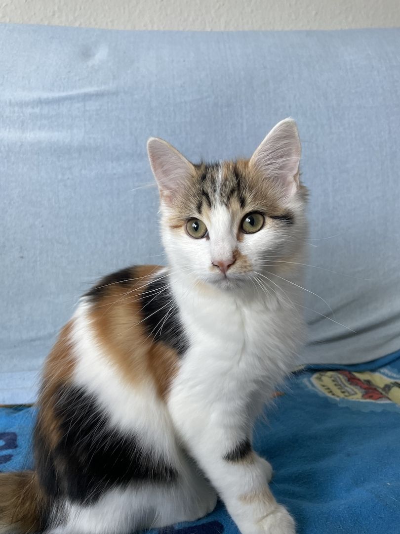 Eine Glückskatze sucht ihr neues Zuhause