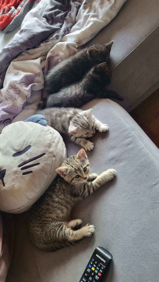 BKH- Ägyptische Mau Mix Kitten