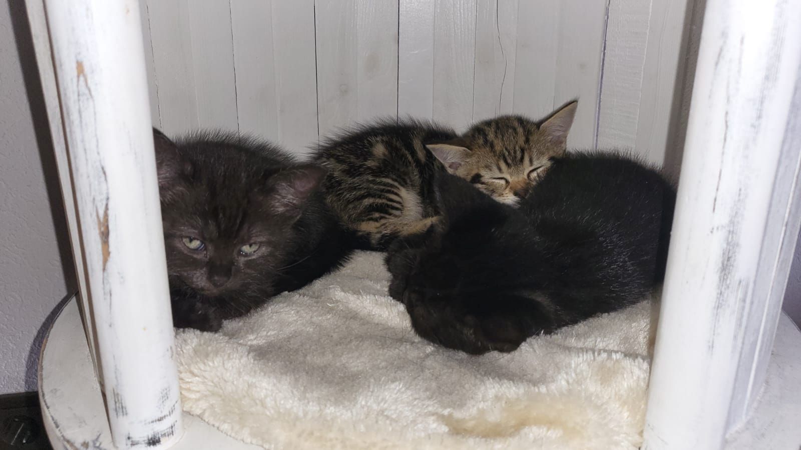 BKH- Ägyptische Mau Mix Kitten