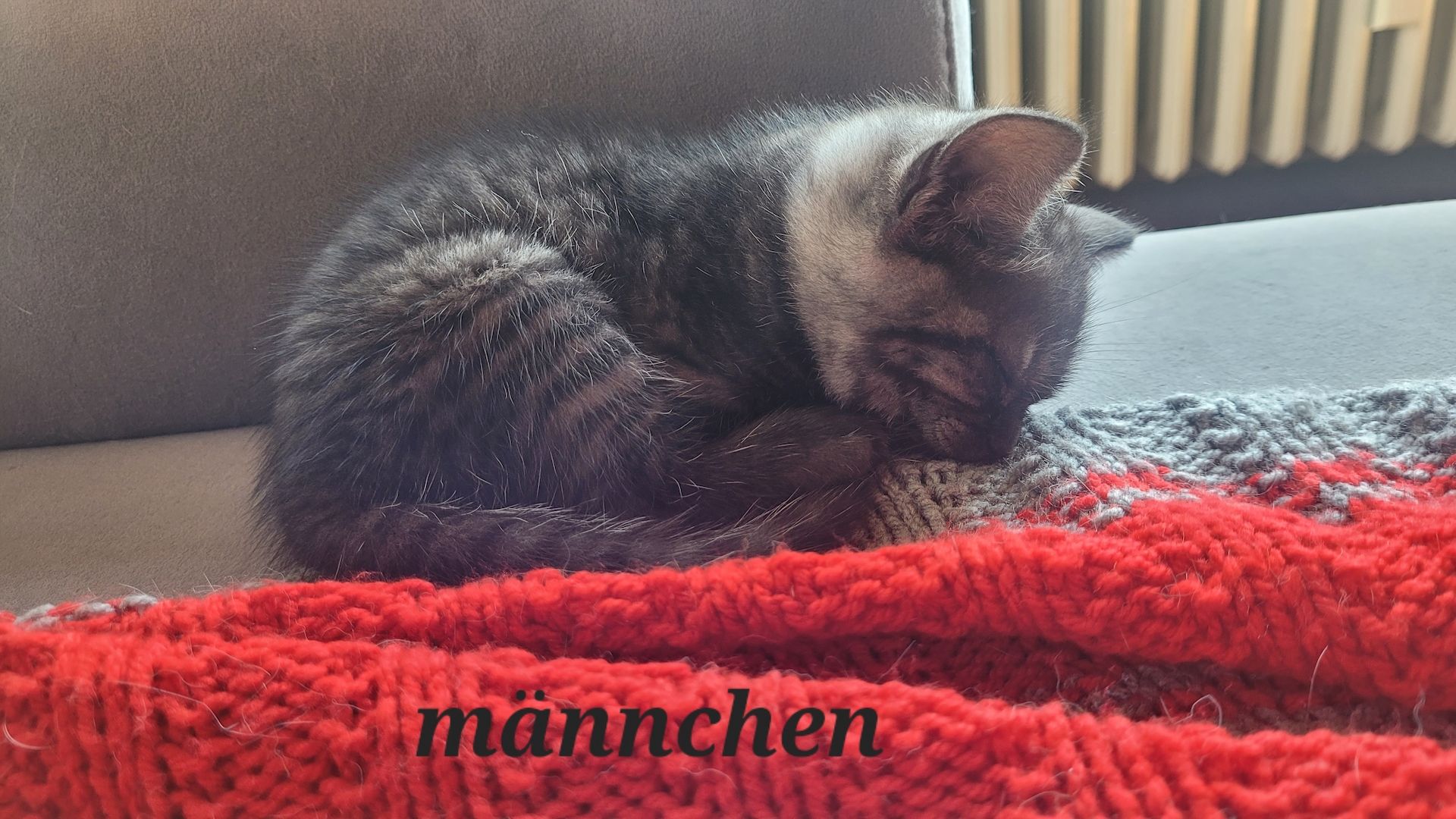 BKH- Ägyptische Mau Mix Kitten